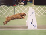 Gilly at Flyball