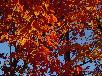 Maple Tree/Fall Colors