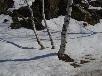 Birches in snow