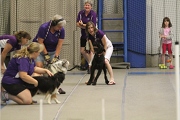 Flyball team in action